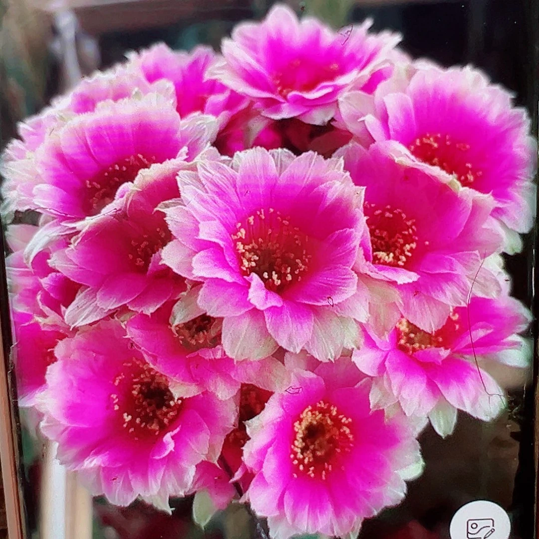 丽花魅影侧芽 20 包邮