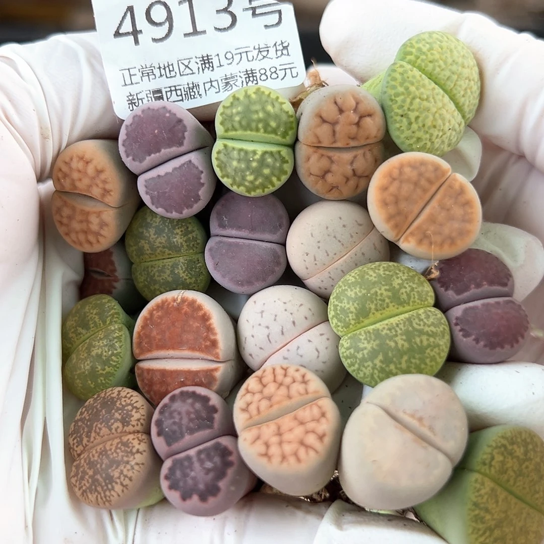 好养易活生石花大母本4913共20个