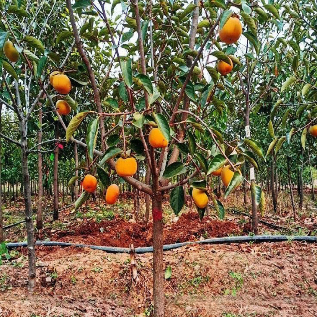 正宗脆甜柿子树盆栽地栽南北方种植现挖现发一物一拍摘叶发货