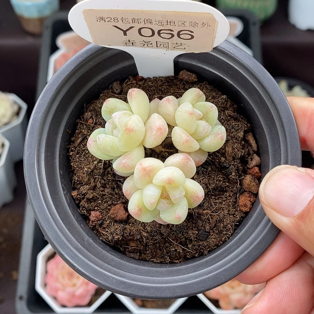 0066 冰玉三头 4.5cm