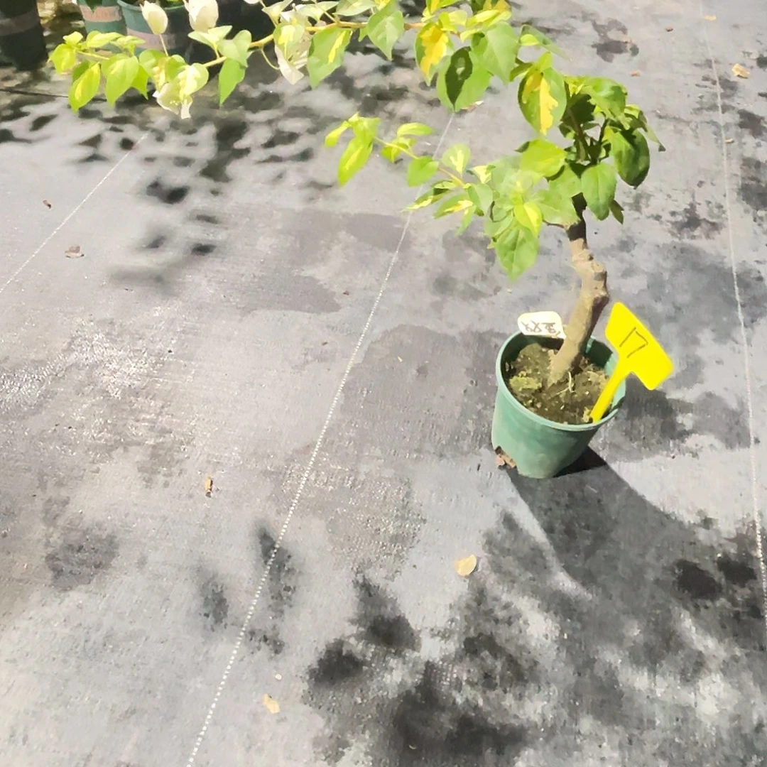 芊***歌当前无花栽培后可以开花17金心双色桩