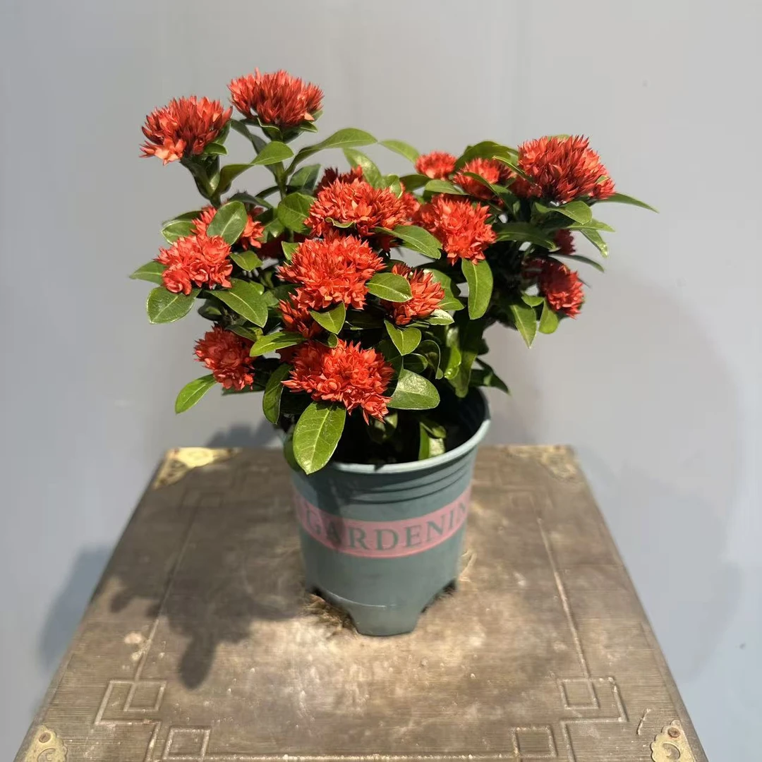 带花苞龙船花盆栽四季开花新手好养桌面庭院阳台花卉植物