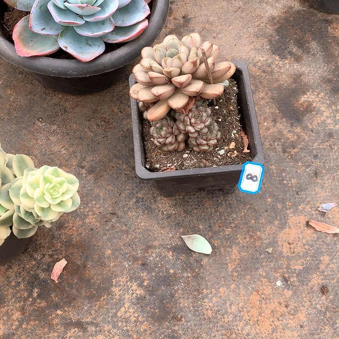 08葡萄 一物一拍多肉