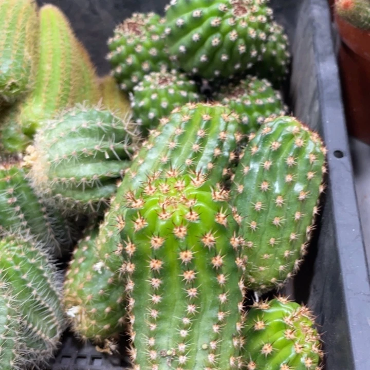 光阴侧芽毛花住一个6.88