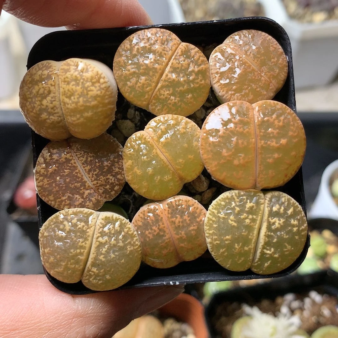 P230多肉植物保护