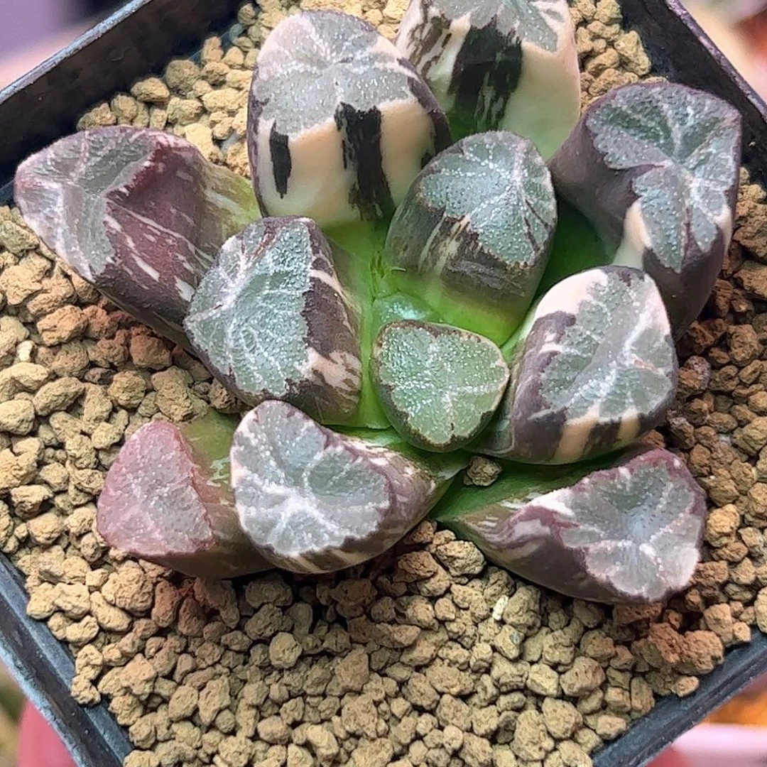 紫晃锦十二卷多肉植物