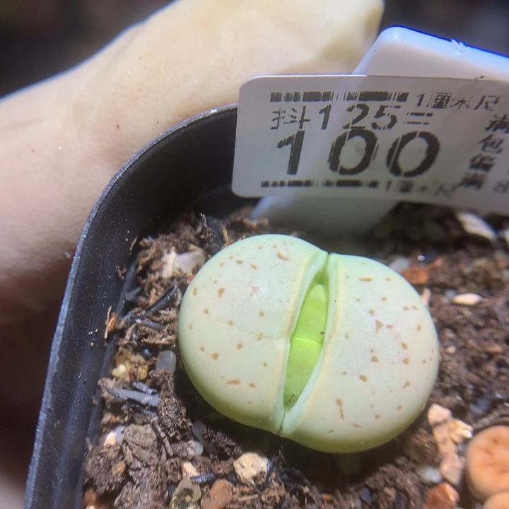 恒****影精品生石花125.100