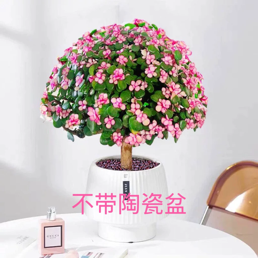 金枝玉叶 】带盆带土可以水培老桩棒棒糖新手好养室内养不易褪色