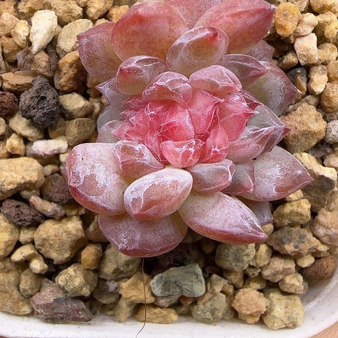 346小缀化2.6厘米【满29包邮非偏远】