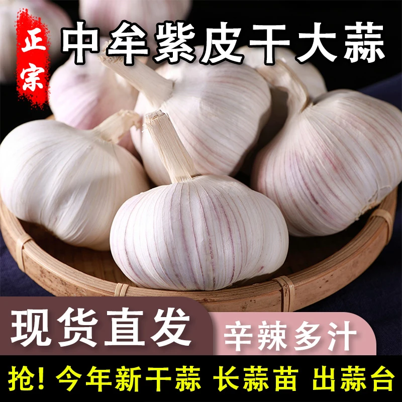 2025年正宗紫白皮新干大蒜头辛辣提香可吃可种包邮