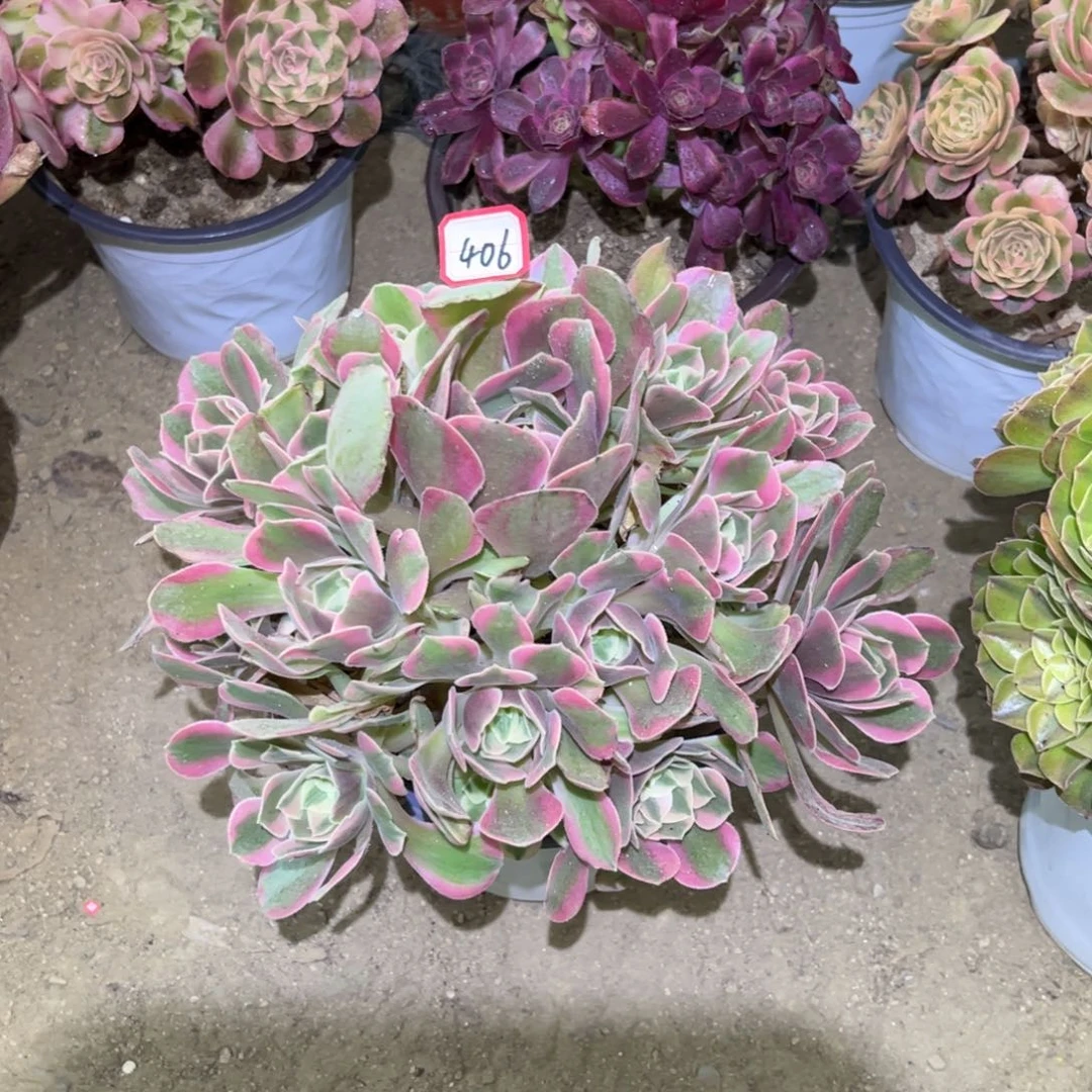 406多肉植物妖月法师