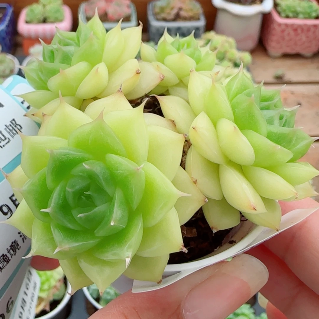 花语逸镜0916-91包子散