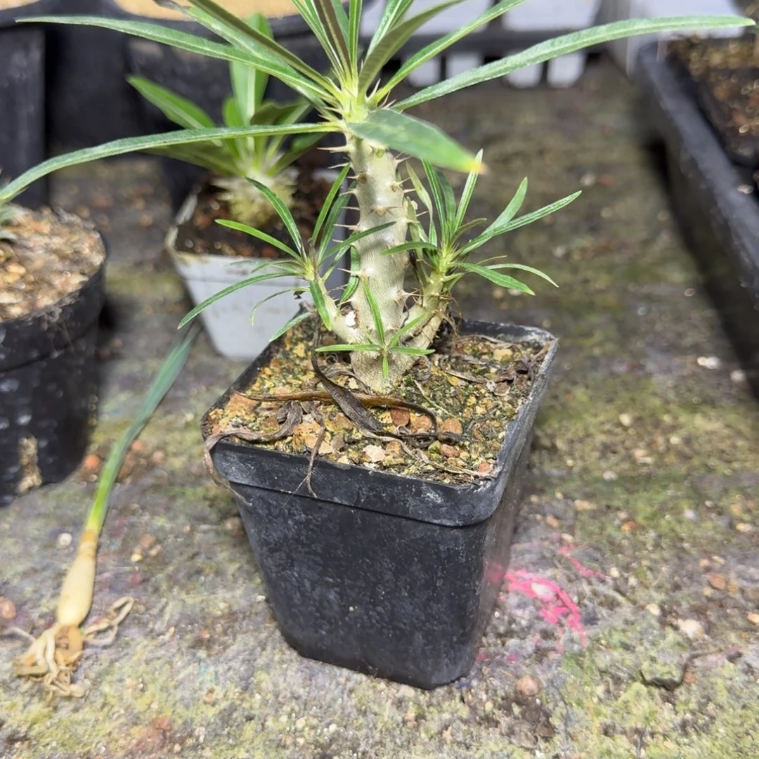 淡***衫多肉植物差价一物一拍