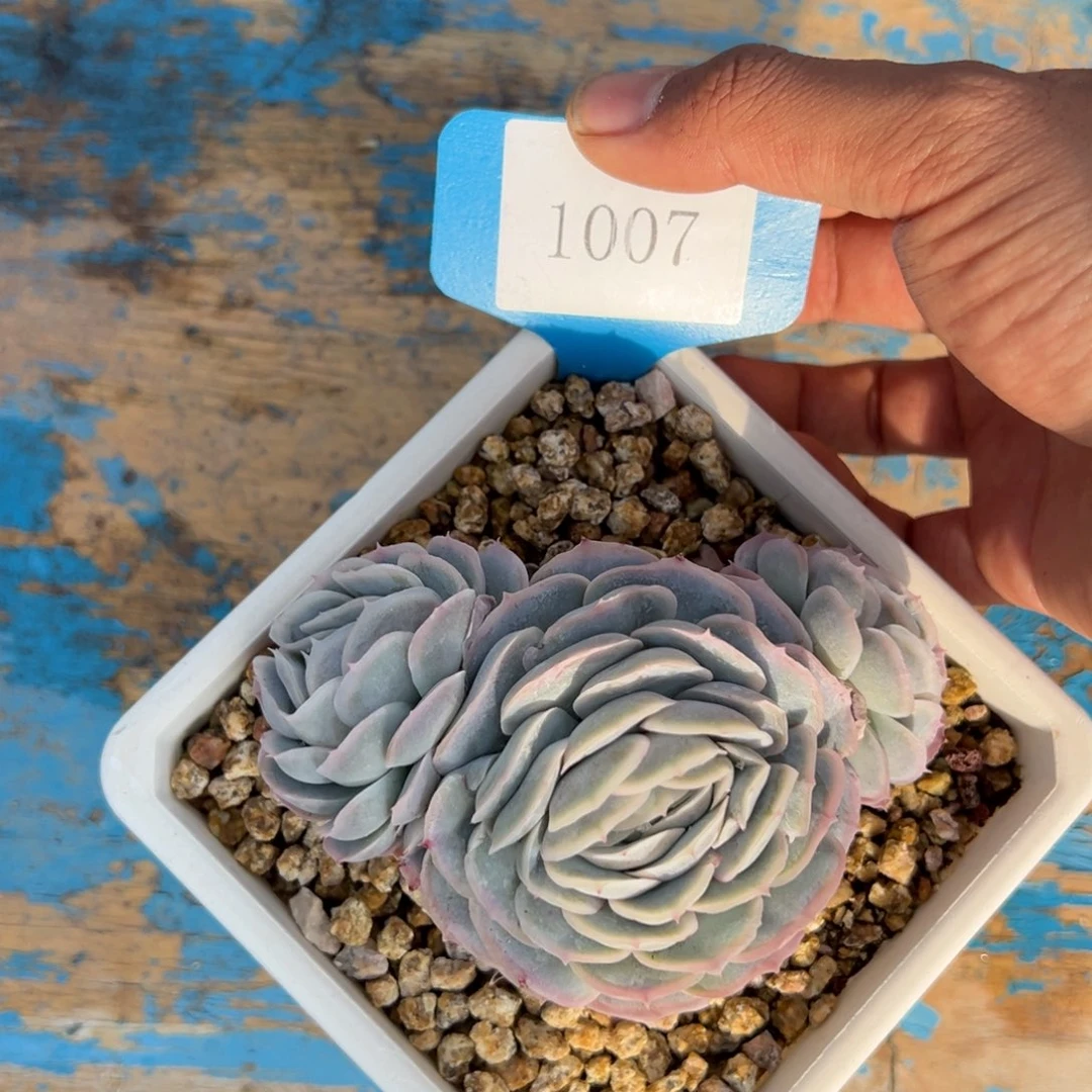 S****g1007多肉多多多多多多多