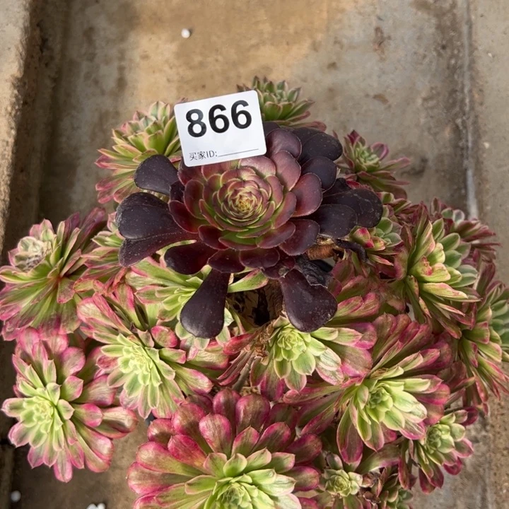 866糖果粉黛30厘米左右