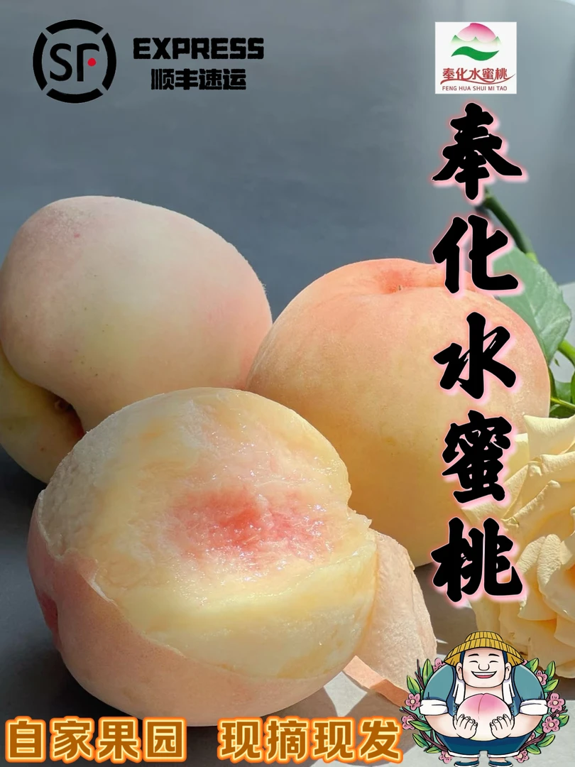 【正宗奉化水蜜桃】湖景玉露现摘现发12个精品单果4.4-5两左右顺丰