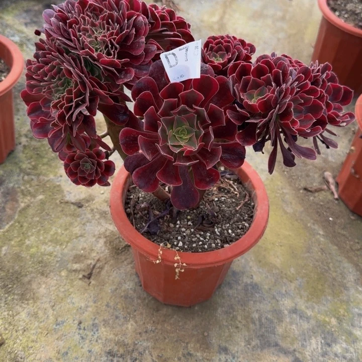 00000000744美杜莎缀