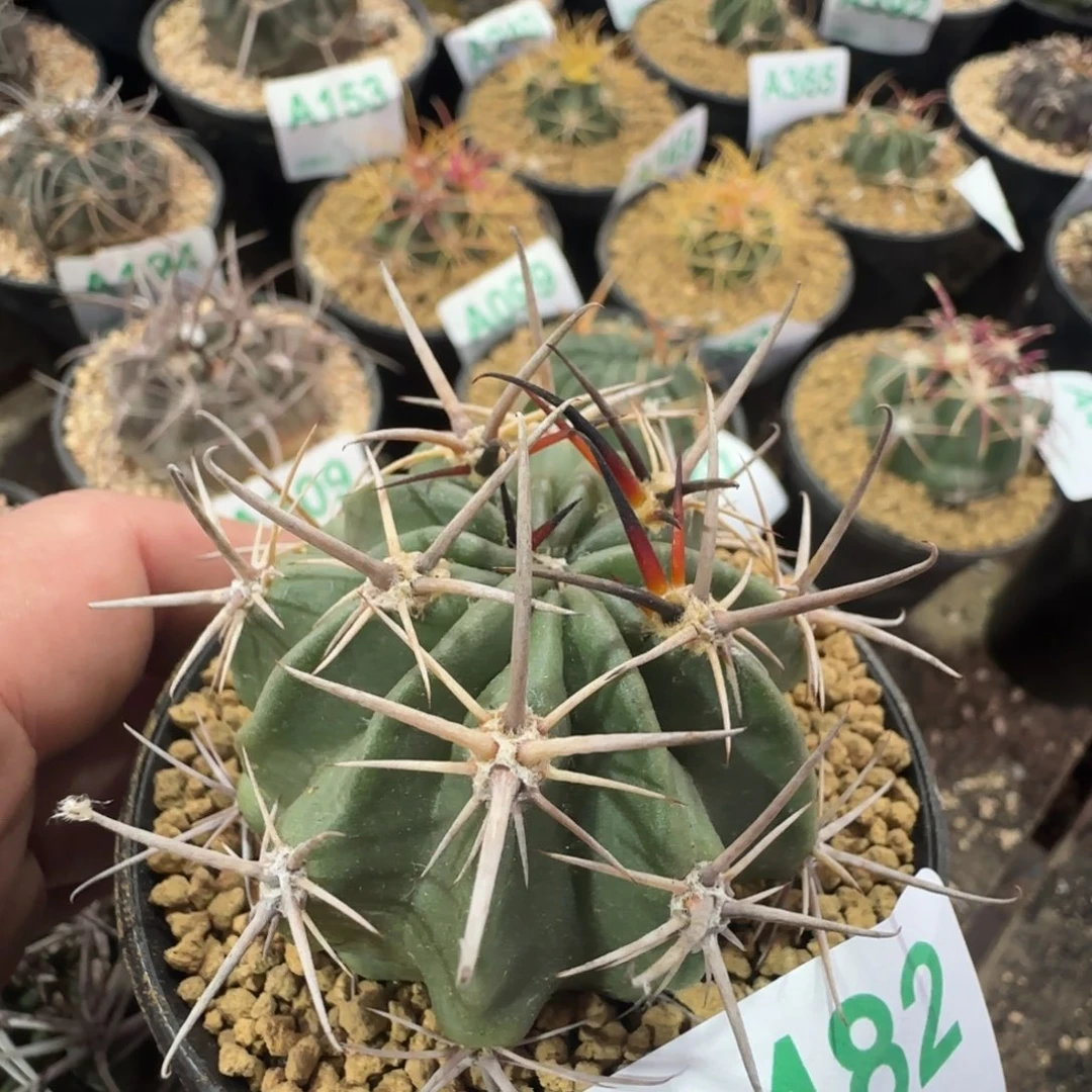 波托西狂风 实生仙人球482