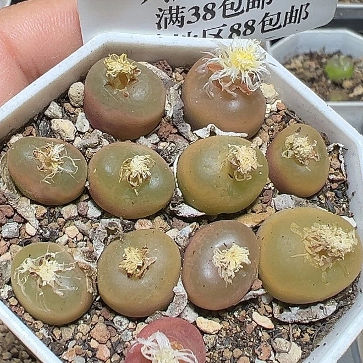 565号特价毛汗尼一盆