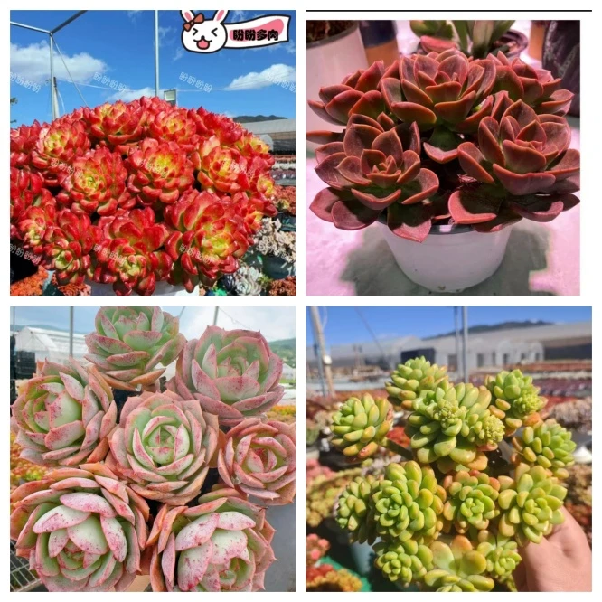 X爱马斯玫瑰+罗马盆组合 耐旱喜阳 阳台绿植盆栽 新手好养