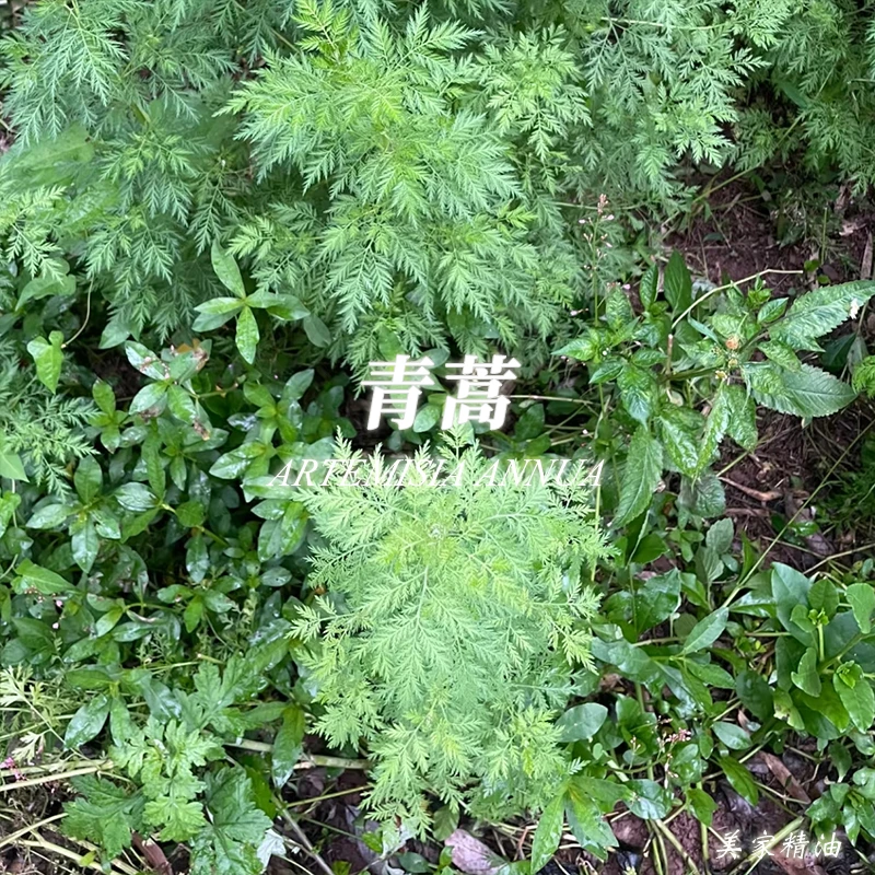 国产青蒿精油单方精油