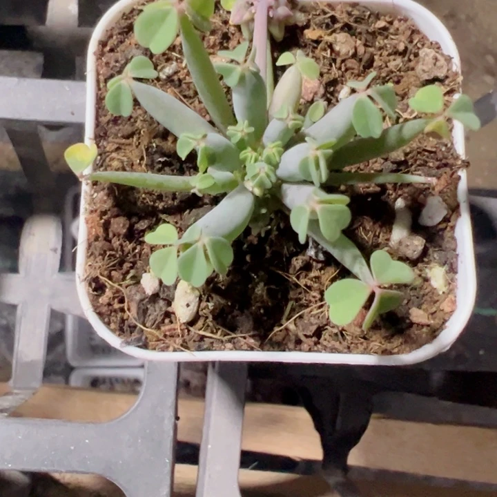 羚**主炸酱草精品多肉植物