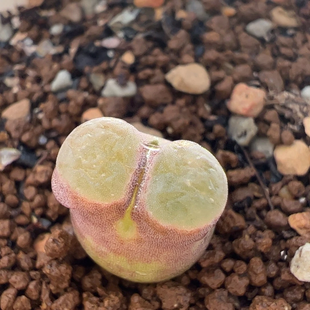 磁铁多肉植物百科1