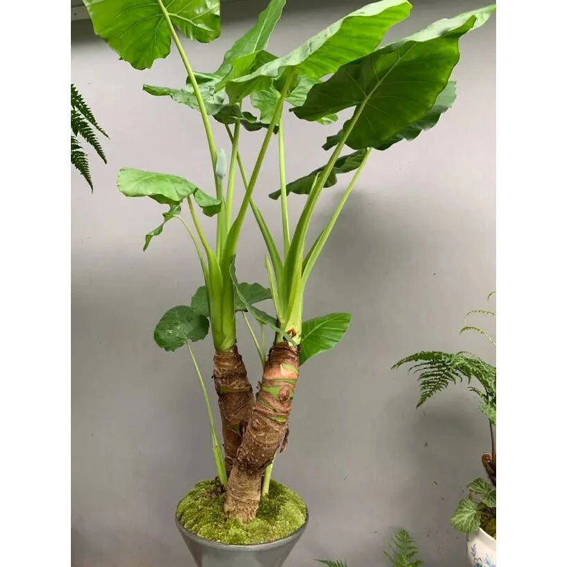 大叶滴水观音客厅大型旺宅老桩吸甲醛净化空气水培土培绿植盆栽