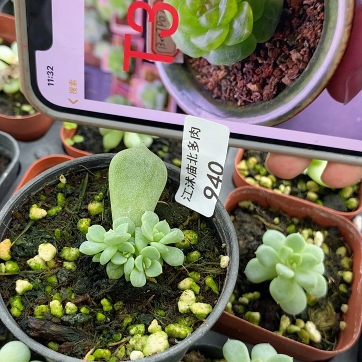 标940甜心t3一个多肉