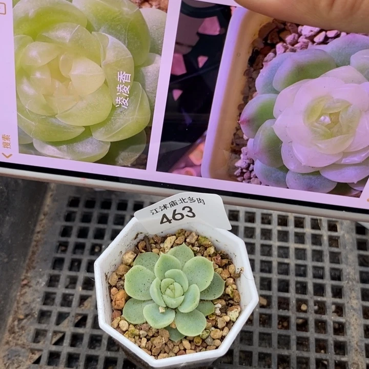 标463凌凌香一个多肉