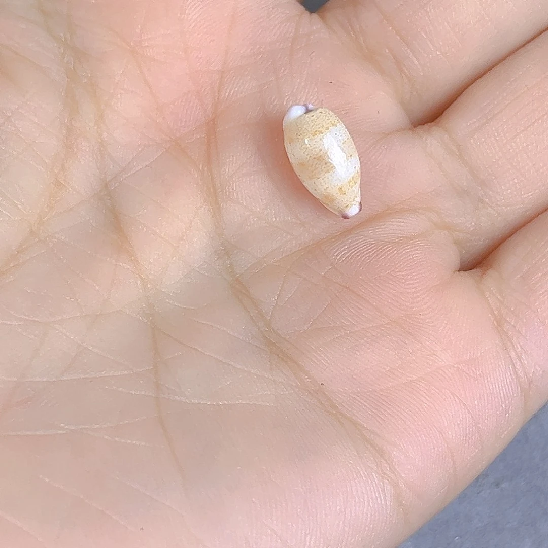 大理石磁石十**C天然贝壳特价款不退不换