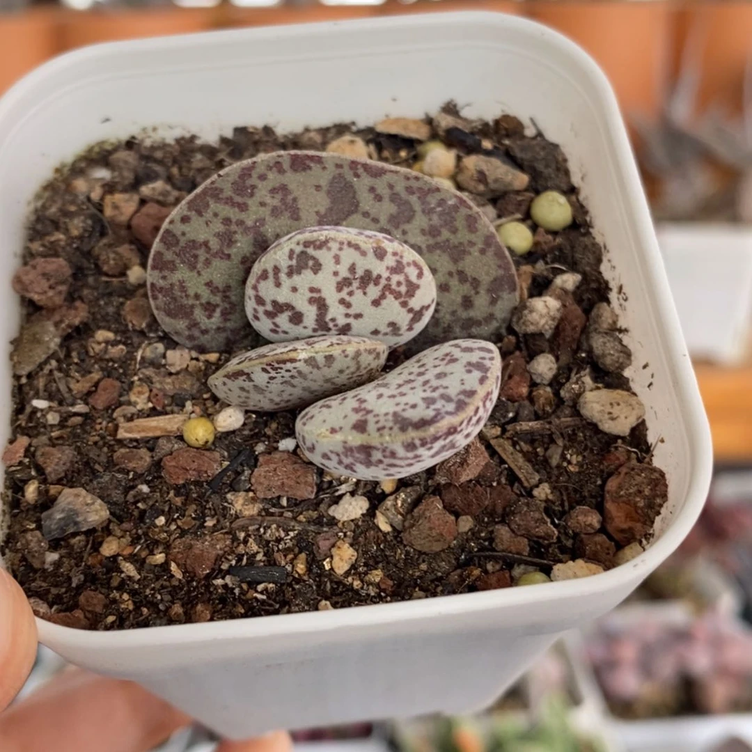 【闪购商品】无花朵花旦