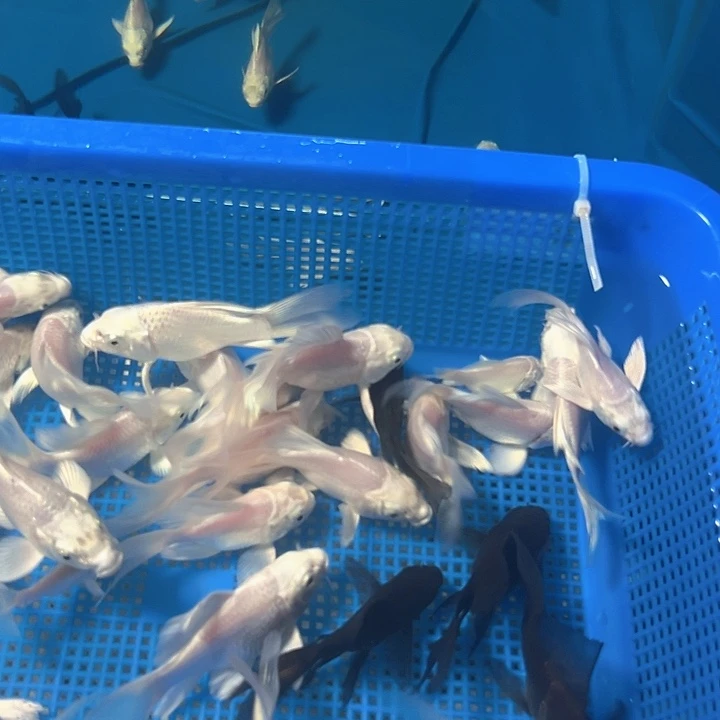 海水鱼蝴蝶鲤鱼两白一黑