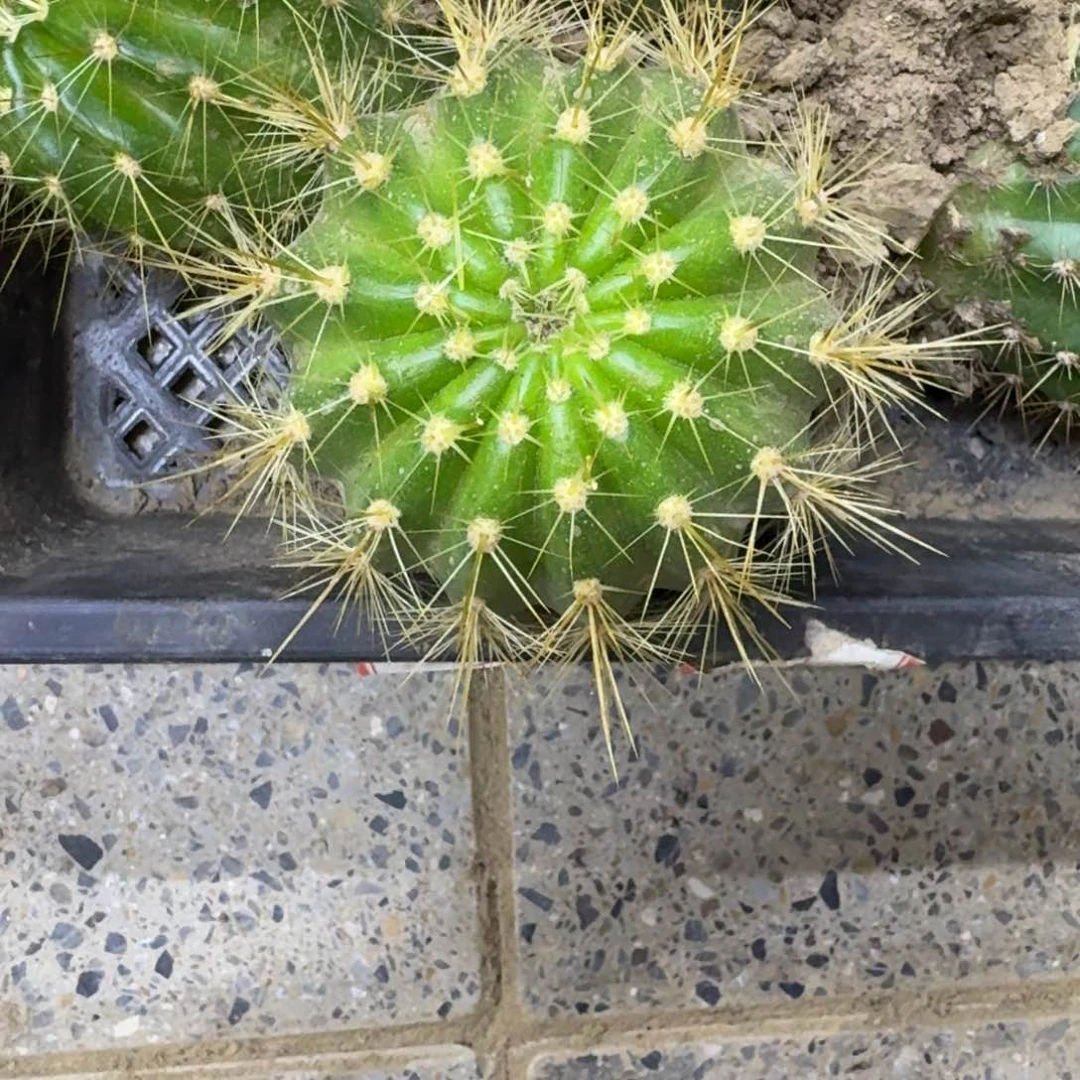 227新品毛花柱根脱土发货6公分左右，20包邮