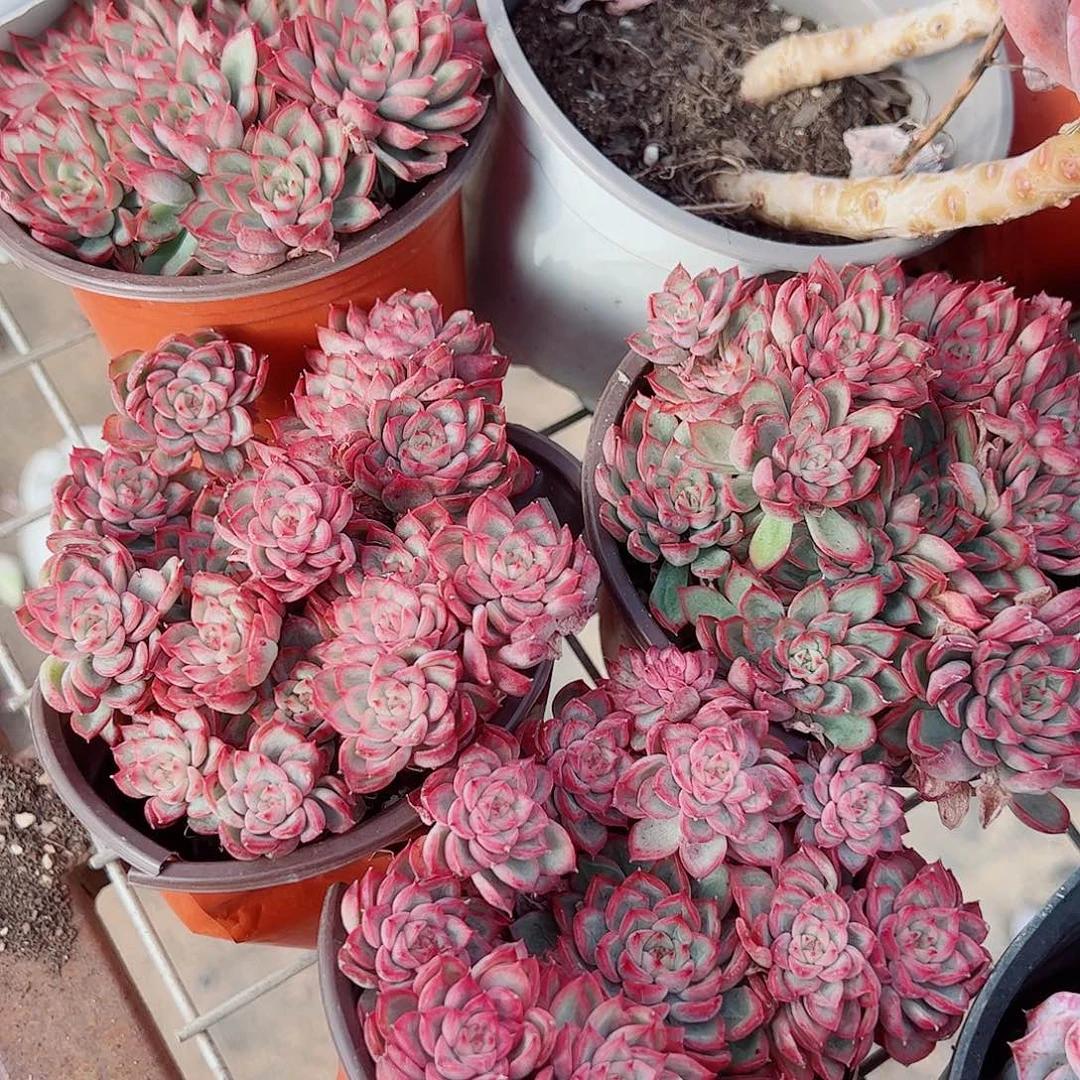 小叶女雏多头造型二盆