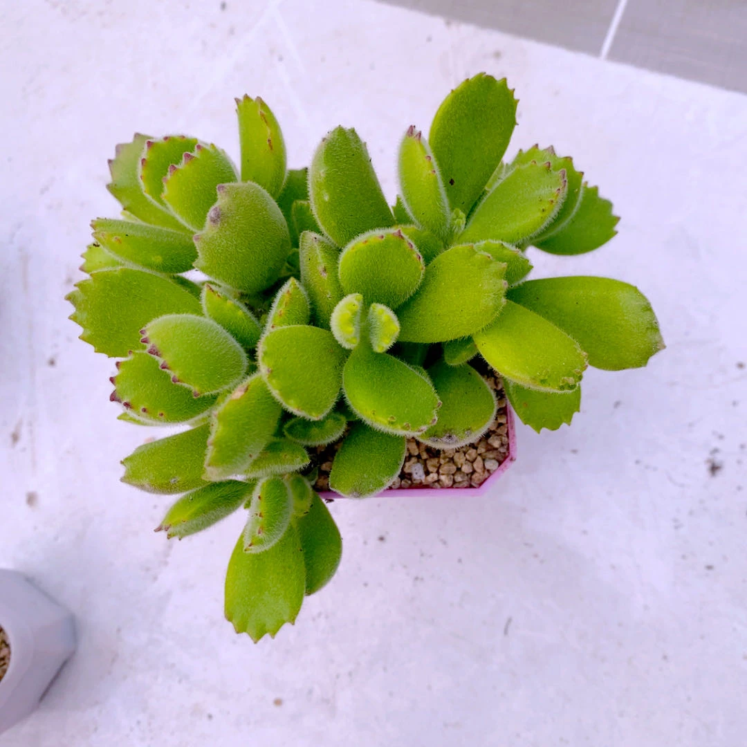 多肉植物组三熊童子50