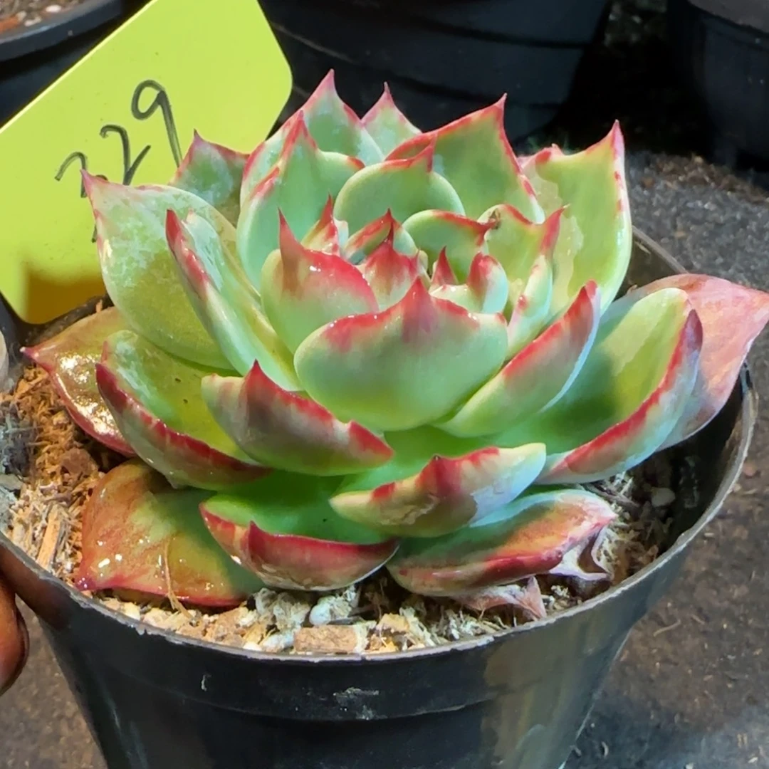 惊鸿一物一拍包装收缩花旱329