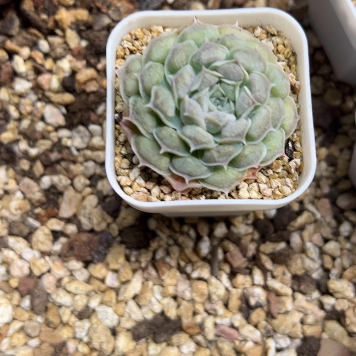 留财 单头 不单独发货