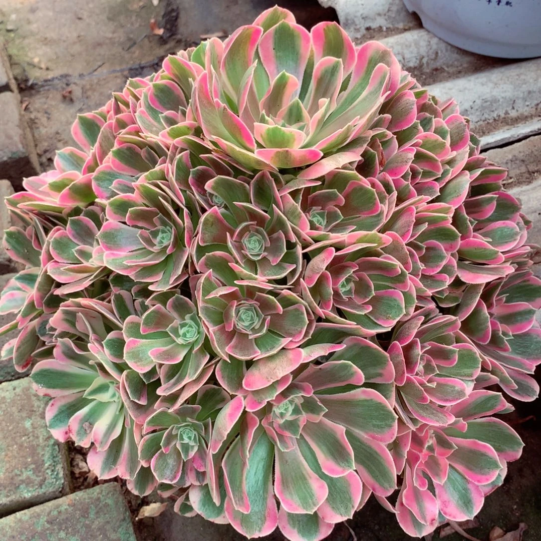 粉女郎，多肉植物的