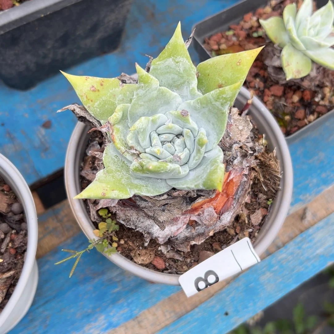 粗腿宽叶～一物一拍628