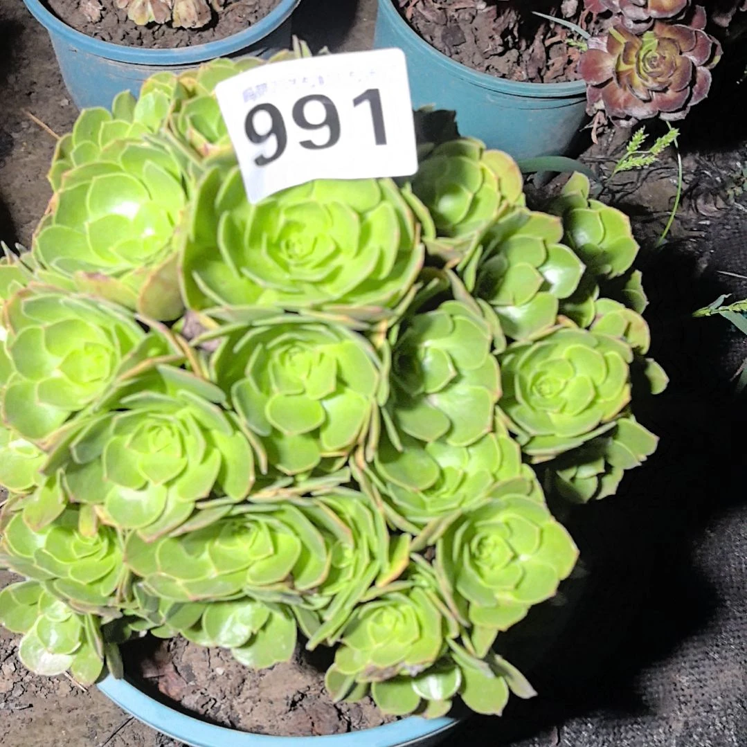 991万圣节花花法师3-28