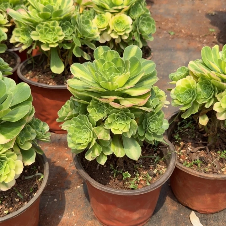 五彩琉璃啊啊啊啊