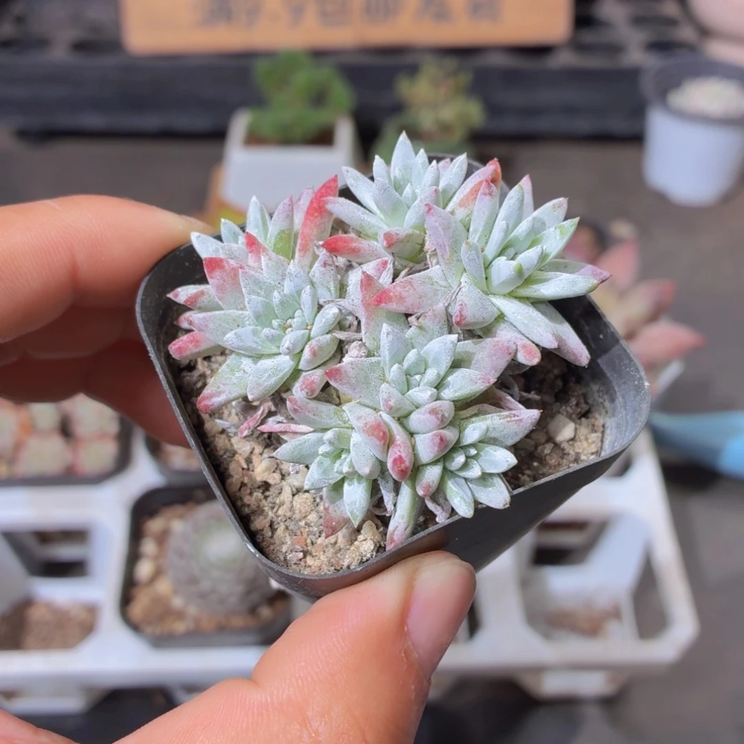 白菊多肉9.9包邮发货