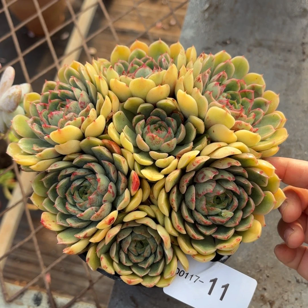 同温层多肉笨吧杂11