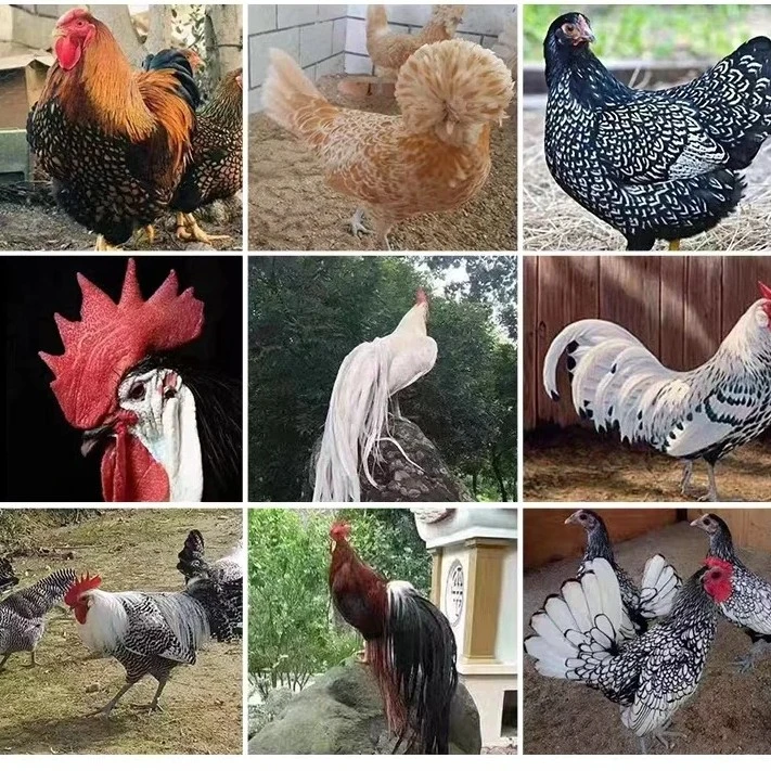 宠物鸡蛋鸭蛋鹅蛋30多种新鲜蛋宠物鸡鸭鹅蛋现检现发每天直播可选