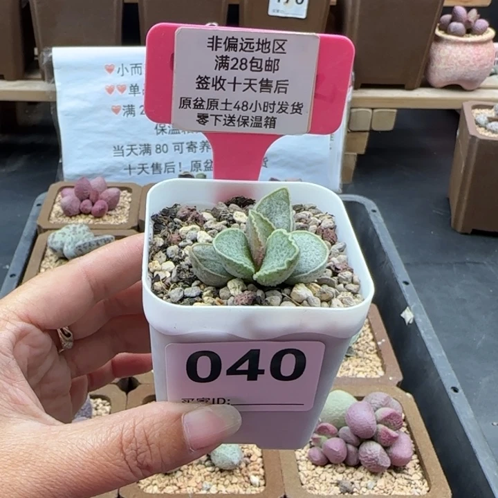 雨***点040七号大波浪多肉植物