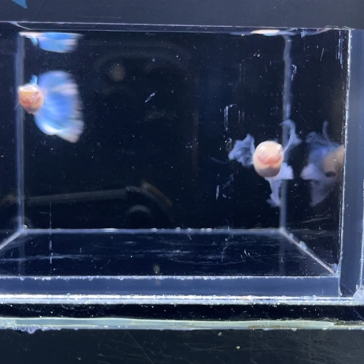 孔雀鱼蓝白绣球一对65