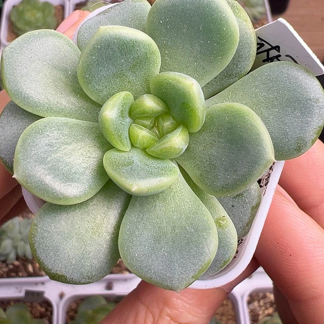 相柳甜心一物一拍