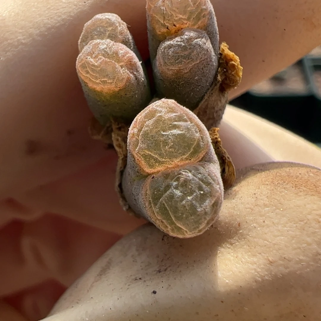 168 好看的多肉冲冲冲q