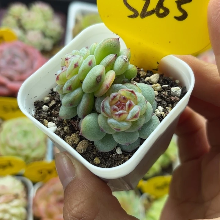 冰透珍妮双头5265